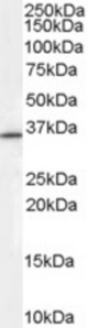 Antibody (0.3 ug/ml) staining of HEPG2 cell lysate (35 ug protein in RIPA buffer). Primary incubation was 1 hour. Detected by chemiluminescence.