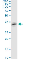 RNF126 monoclonal antibody (M04), clone 3F11. Western blot of RNF126 expression in NIH/3T3.