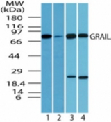 Western blot of human GRAIL in human spleen lysate in the 1) absence and2) presence of immunizing peptide, 3) mouse spleen and 4) rat spleen using antibody at1 ug/ml.