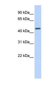 RNF133 antibody LS-C102028 Western blot of Fetal Brain lysate.