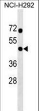 RNF133 Antibody western blot of NCI-H292 cell line lysates (35 ug/lane). The RNF133 antibody detected the RNF133 protein (arrow).