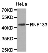 Western blot analysis of extracts of HeLa cell line, using RNF133 antibody.