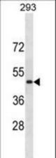 RNF135 Antibody western blot of 293 cell line lysates (35 ug/lane). The RNF135 antibody detected the RNF135 protein (arrow).