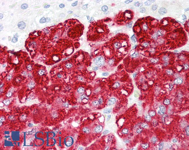 Anti-RNF139 / TRC8 antibody IHC of human adrenal. Immunohistochemistry of formalin-fixed, paraffin-embedded tissue after heat-induced antigen retrieval. Antibody LS-B8095 dilution 5-10 ug/ml.