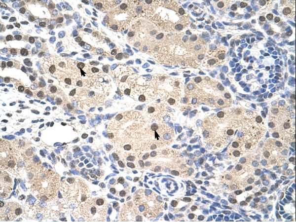 RNF14 antibody LS-C31661 was used in IHC to stain formalin-fixed, paraffin-embedded human kidney.