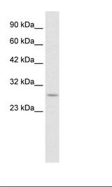 HepG2 Cell Lysate