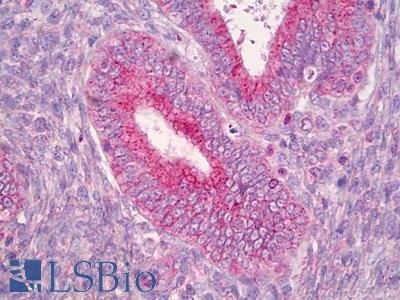 Anti-RNF144A antibody IHC of human uterus. Immunohistochemistry of formalin-fixed, paraffin-embedded tissue after heat-induced antigen retrieval. Antibody LS-B6854 dilution 1:100.