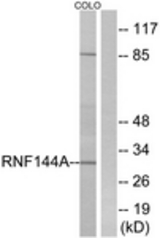 Western blot of extracts from COLO cells, using RNF144A Antibody. The lane on the right is treated with the synthesized peptide.