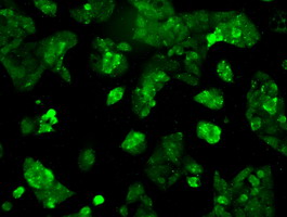 Immunofluorescent staining of HepG2 cells using anti-RNF144B mouse monoclonal antibody.