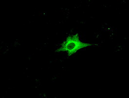 Anti-RNF144B mouse monoclonal antibody immunofluorescent staining of COS7 cells transiently transfected by pCMV6-ENTRY RNF144B.