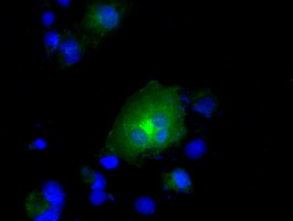 Anti-RNF144B mouse monoclonal antibody immunofluorescent staining of COS7 cells transiently transfected by pCMV6-ENTRY RNF144B.