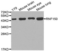 Western blot analysis of extracts of various cell lines, using RNF150 antibody.