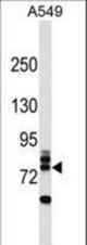 RNF157 Antibody western blot of A549 cell line lysates (35 ug/lane). The RNF157 antibody detected the RNF157 protein (arrow).