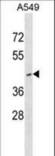 RNF165 Antibody western blot of A549 cell line lysates (35 ug/lane). The RNF165 antibody detected the RNF165 protein (arrow).