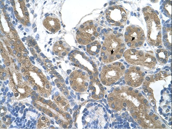 RNF165 antibody LS-C40411 was used in IHC to stain formalin-fixed, paraffin-embedded human kidney.