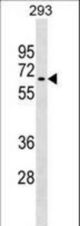 RNF168 Antibody western blot of 293 cell line lysates (35 ug/lane). The RNF168 antibody detected the RNF168 protein (arrow).