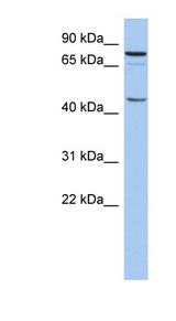 RNF169 antibody LS-C110794 Western blot of THP-1 cell lysate.