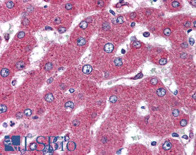 Anti-MARCH4 antibody IHC of human liver. Immunohistochemistry of formalin-fixed, paraffin-embedded tissue after heat-induced antigen retrieval. Antibody LS-B1796 concentration 5 ug/ml.