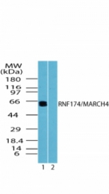 Western blot of human RNF174 in Jurkat cell lysate in the 1) absence and 2) presence of immunizing peptide using antibody at 0.5 ug/ml.