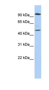 MARCH4 antibody LS-C102018 Western blot of HeLa lysate.