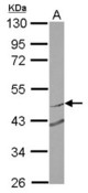 Sample (30 ug of whole cell lysate) A: MCF-7 10% SDS PAGE RNF180 antibody diluted at 1:2000