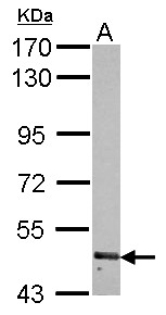 Sample (30 ug of whole cell lysate) A: 293T 7.5% SDS PAGE RNF180 antibody diluted at 1:1000