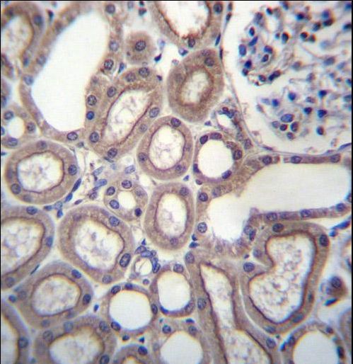 RNF180 Antibody immunohistochemistry of formalin-fixed and paraffin-embedded human kidney tissue followed by peroxidase-conjugated secondary antibody and DAB staining.