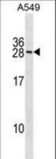 RNF182 Antibody western blot of A549 cell line lysates (35 ug/lane). The RNF182 antibody detected the RNF182 protein (arrow).