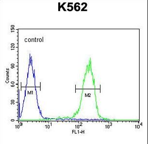 RN185 Antibody flow cytometry of K562 cells (right histogram) compared to a negative control cell (left histogram). FITC-conjugated goat-anti-rabbit secondary antibodies were used for the analysis.