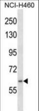 RNF19A Antibody western blot of NCI-H460 cell line lysates (35 ug/lane). The RNF19A antibody detected the RNF19A protein (arrow).