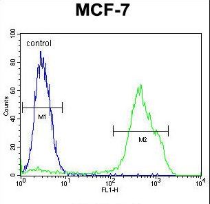 RNF19B Antibody flow cytometry of MCF-7 cells (right histogram) compared to a negative control cell (left histogram). FITC-conjugated goat-anti-rabbit secondary antibodies were used for the analysis.