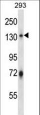 RNF20 Antibody western blot of 293 cell line lysates (35 ug/lane). The RNF20 antibody detected the RNF20 protein (arrow).