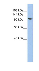 RNF20 antibody LS-C102016 Western blot of HepG2 cell lysate.