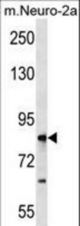RNF207 Antibody western blot analysis in mouse Neuro-2a tissue lysates (35 ug/lane). The antibody detected the protein (arrow).