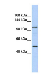 RNF213 antibody LS-C110143 Western blot of HeLa lysate.