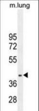 RNF215 Antibody western blot of mouse lung tissue lysates (35 ug/lane). The RNF215 antibody detected the RNF215 protein (arrow).