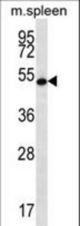RNF8 Antibody western blot of mouse spleen tissue lysates (35 ug/lane). The RNF8 antibody detected the RNF8 protein (arrow).