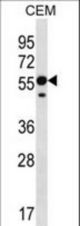 RNF8 Antibody western blot of CEM cell line lysates (35 ug/lane). The RNF8 antibody detected the RNF8 protein (arrow).