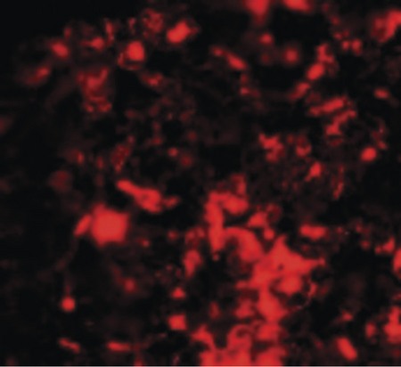 Immunofluorescence of RNF8 in Rat Lung cells with RNF8 antibody at 20 ug/ml.
