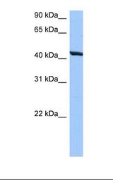 HepG2 cell lysate. Antibody concentration: 0.5 ug/ml. Gel concentration: 12%.