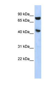 RNH1 antibody western blot of HepG2 cell lysate.