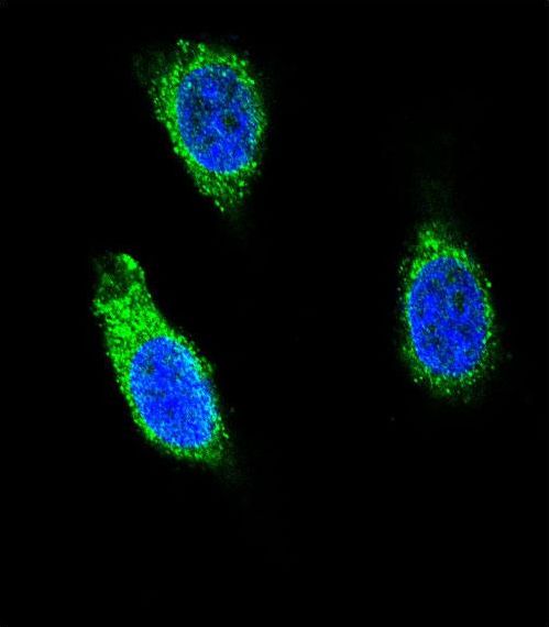 Confocal immunofluorescent of RNH1 Antibody with 293 cell followed by Alexa Fluor 488-conjugated goat anti-rabbit lgG (green). DAPI was used to stain the cell nuclear (blue).