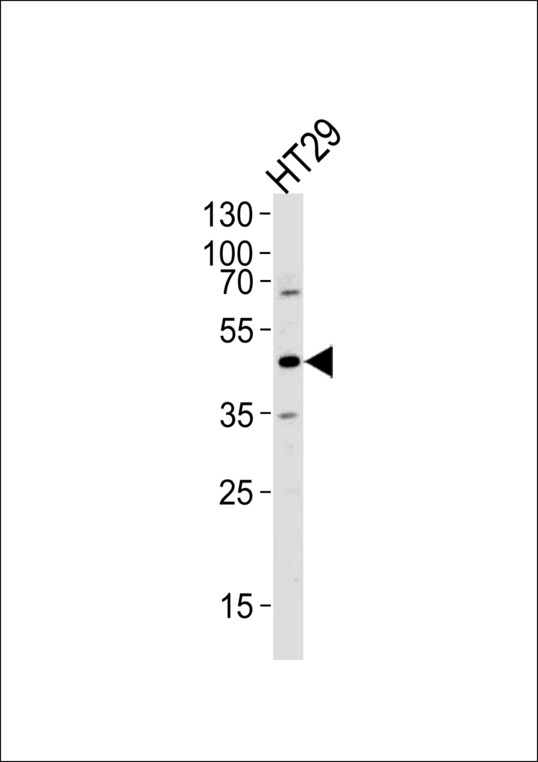 Western blot of lysate from HT29 cell line,using RNH1 Antibody. Antibody was diluted at 1:1000 at each lane. A goat anti-rabbit IgG H&L (HRP) at 1:5000 dilution was used as the secondary antibody.Lysate at 35ug per lane.