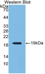 Western blot of recombinant RNLS / RENALASE.