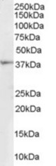Antibody (1 ug/ml) staining of Human Kidney lysate (35 ug protein in RIPA buffer). Primary incubation was 1 hour. Detected by chemiluminescence.