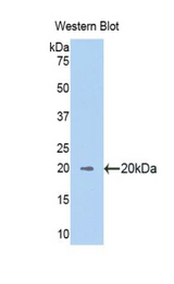 Western blot of recombinant RNLS / RENALASE.