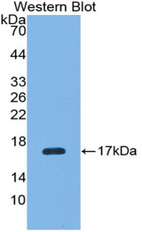 Western blot of recombinant RNLS / RENALASE.