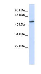 RNMT antibody LS-C110526 Western blot of HepG2 cell lysate.