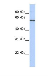 NTERA2 cell lysate. Antibody concentration: 1.0 ug/ml. Gel concentration: 12%.