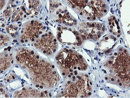 IHC of paraffin-embedded Human Kidney tissue using anti-RNPEP mouse monoclonal antibody.